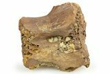 Cretaceous Crocodylomorph Vertebra - Montana #268549-1